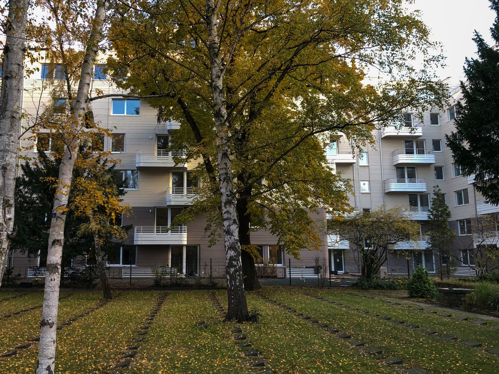 Birken mit Herbstlaub vor der Hoffassade, im Vordergrund eine Rasenfläche mit Pflasterstreifen